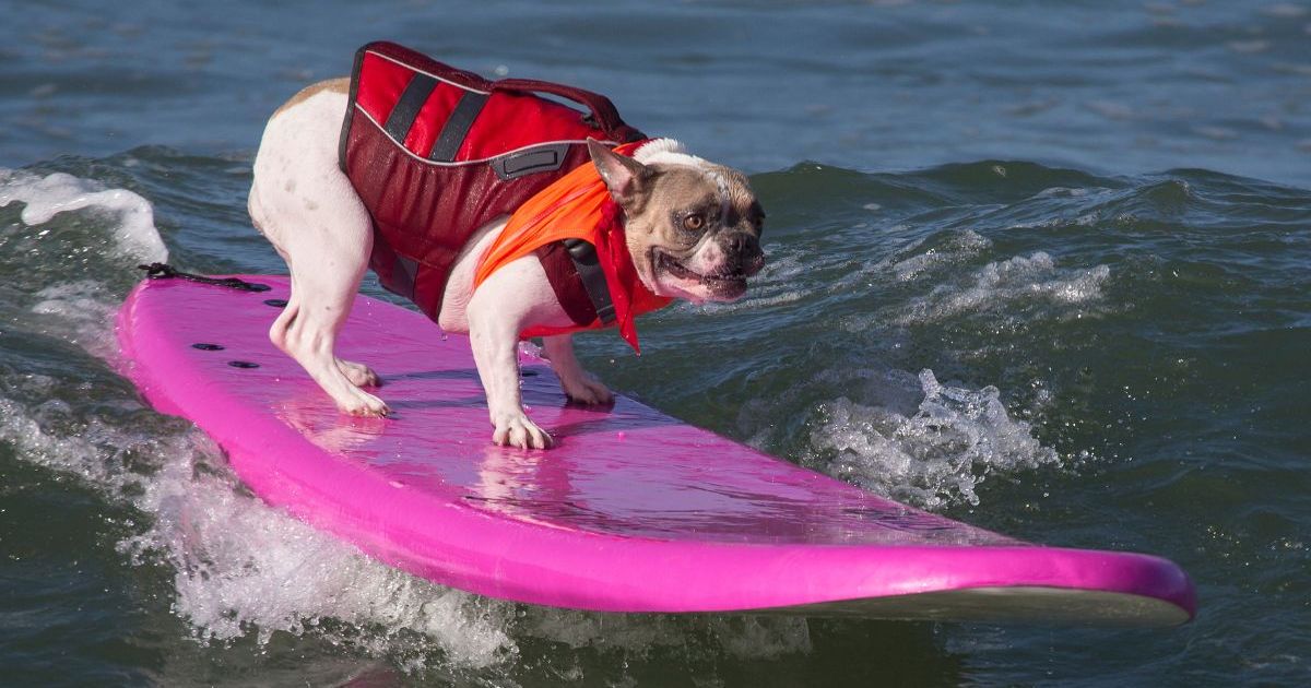 Les championnats du monde de surf pour chiens permettent aux chiens d’attraper des vagues