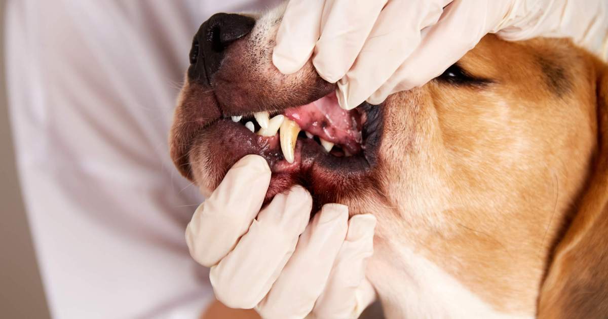 La maladie parodontale chez le chien : symptômes, causes et traitements