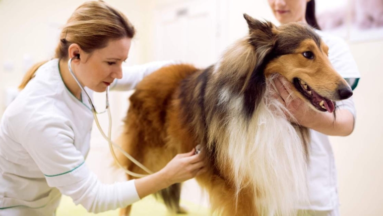 Pyomètre chez le chien : symptômes, causes et traitements