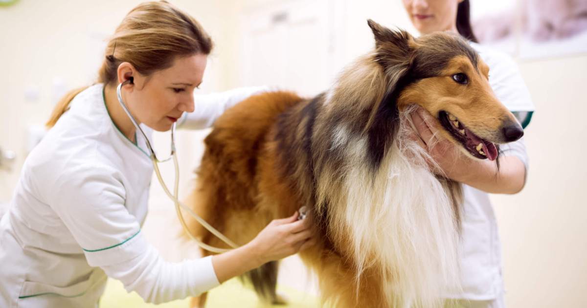 Pyomètre chez le chien : symptômes, causes et traitements