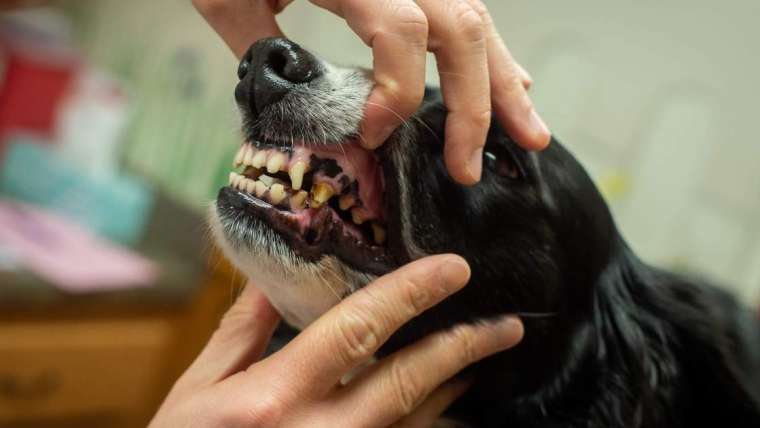 Caries dentaires chez le chien : symptômes, causes et traitements