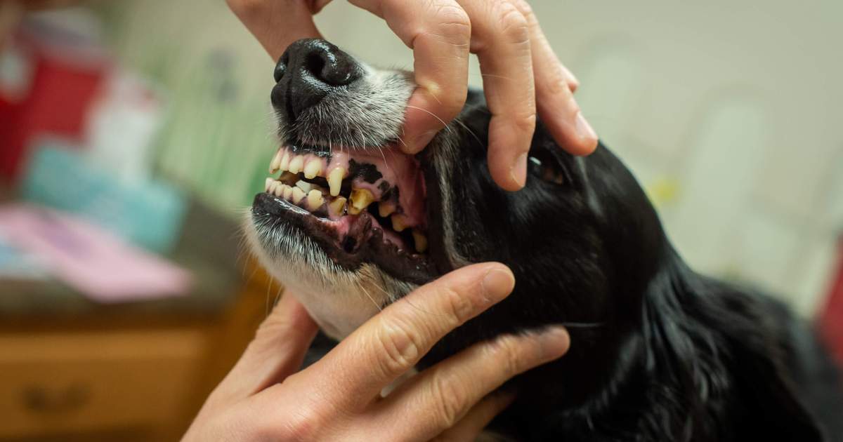 Caries dentaires chez le chien : symptômes, causes et traitements