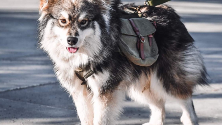 La maladie de Pompe chez le chien : symptômes, causes et traitements