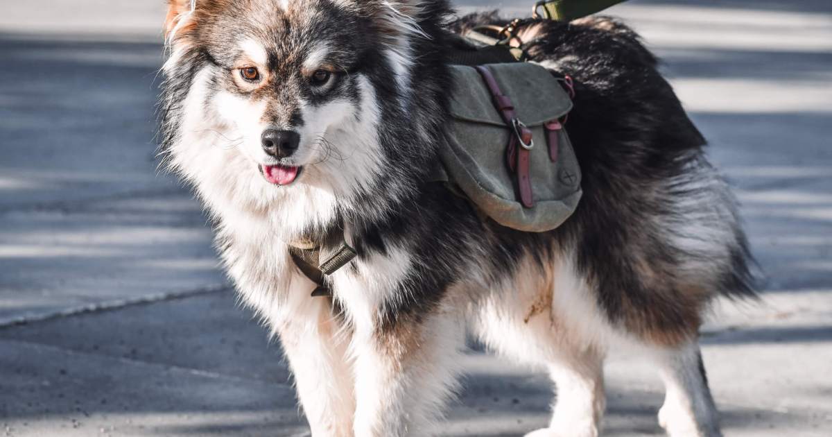 La maladie de Pompe chez le chien : symptômes, causes et traitements