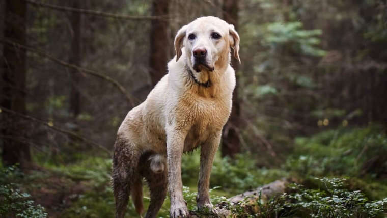 La pourriture de l’abdomen chez le chien : symptômes, causes et traitements
