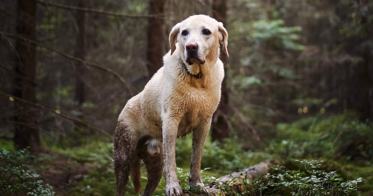 La pourriture de l’abdomen chez le chien : symptômes, causes et traitements