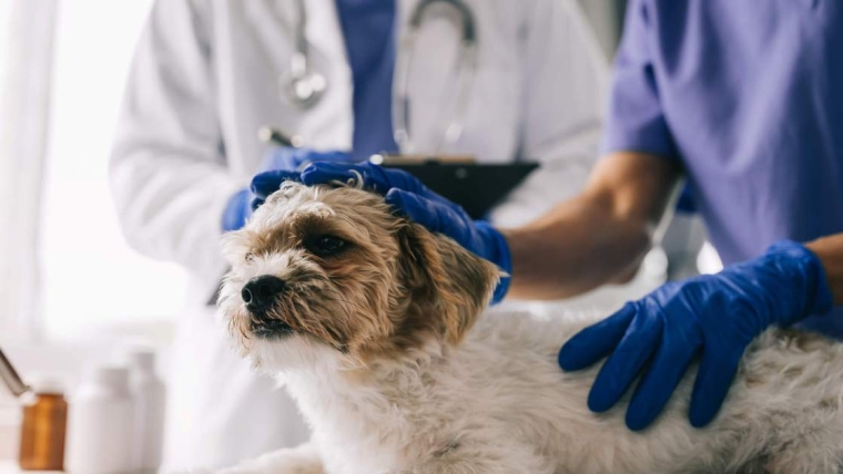 Maladie rénale familiale chez le chien : symptômes, causes et traitements