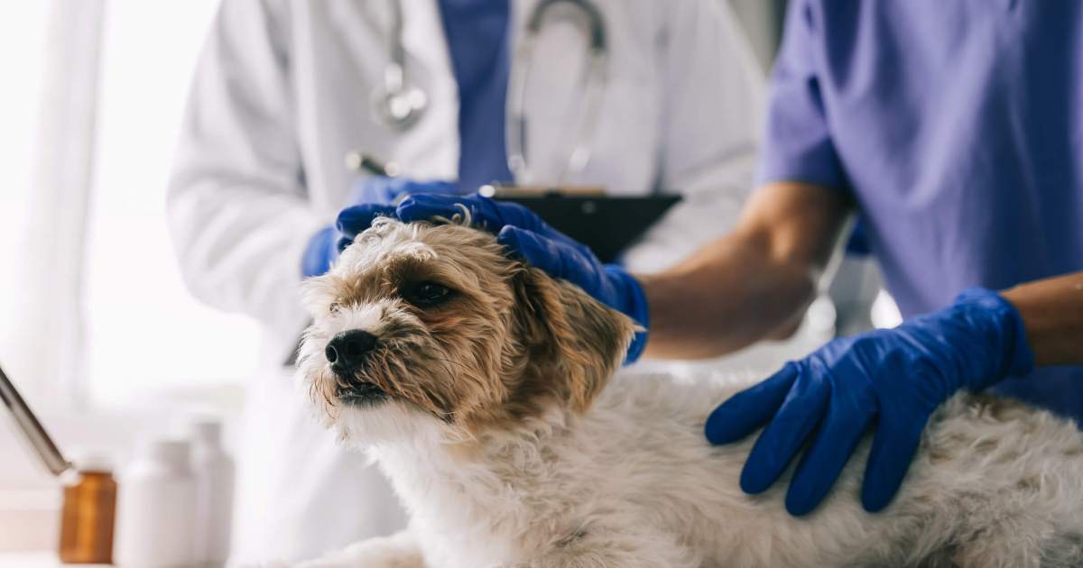 Maladie rénale familiale chez le chien : symptômes, causes et traitements