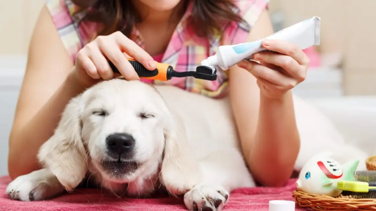 Dentifrice pour chiens : ce qu’il faut savoir