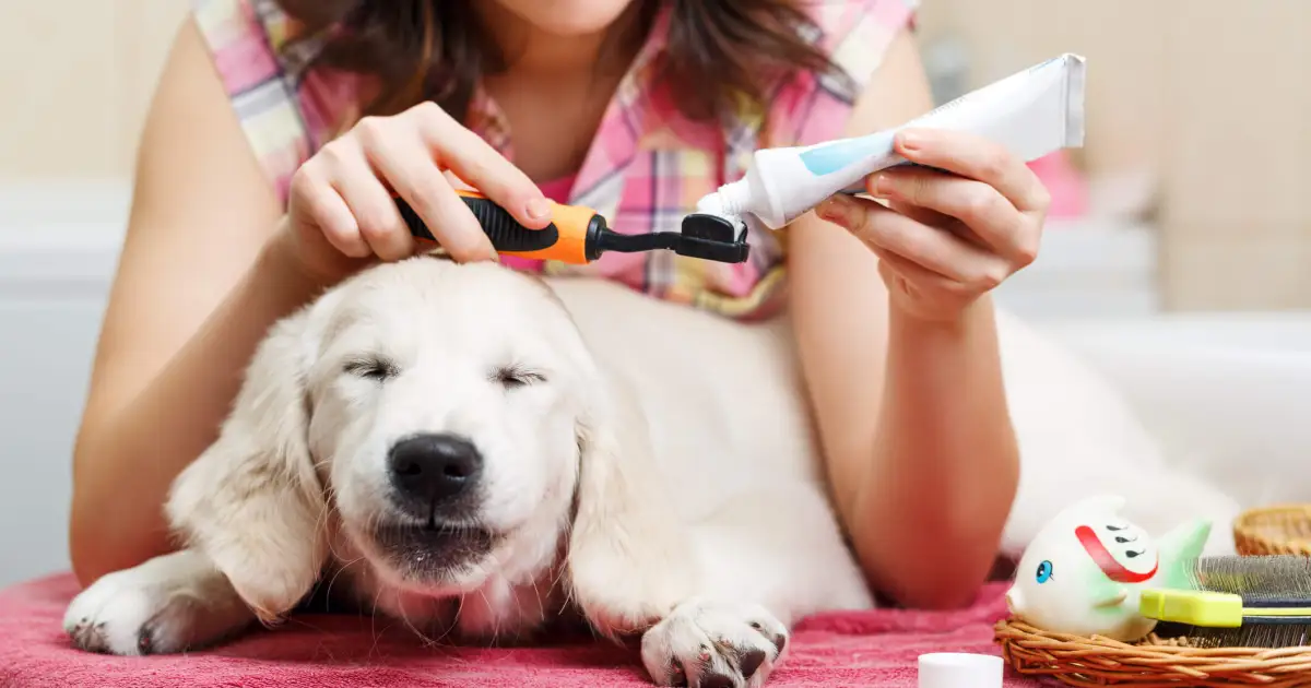 Dentifrice pour chiens : ce qu’il faut savoir
