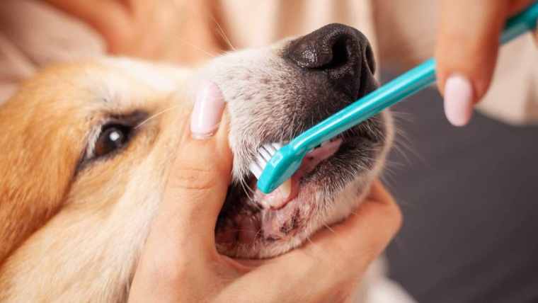 Comment brosser les dents de votre chien