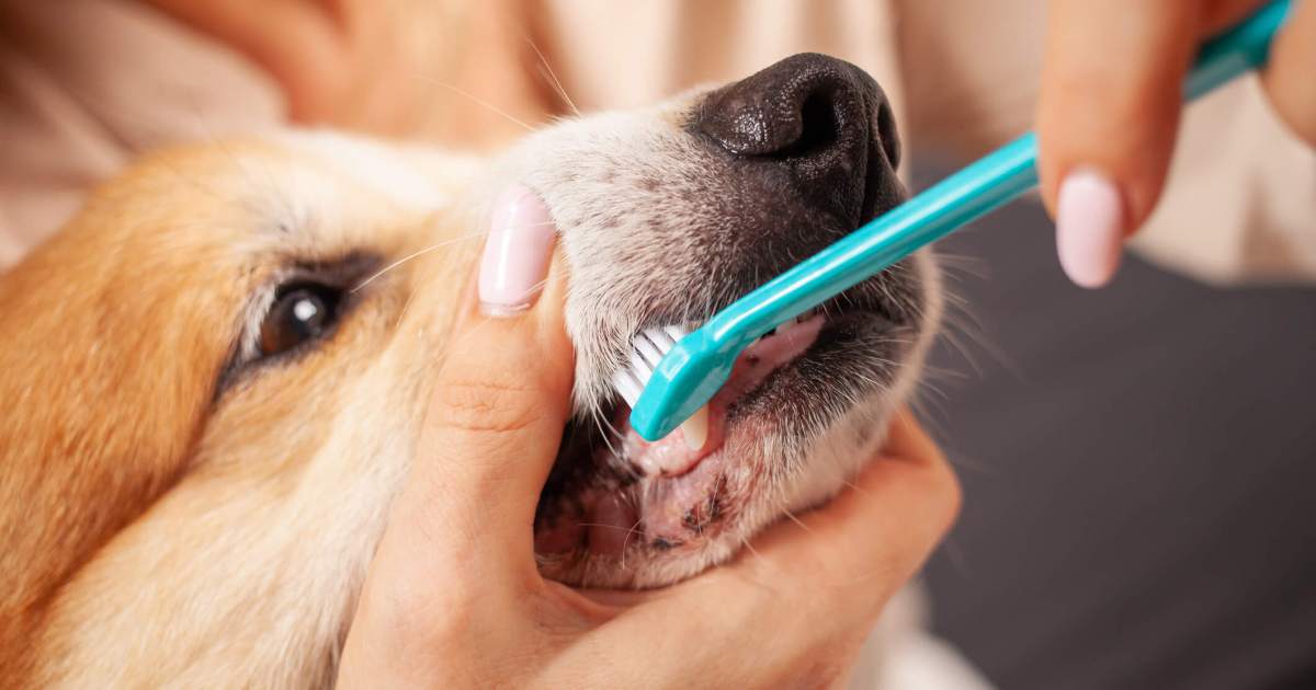 Comment brosser les dents de votre chien