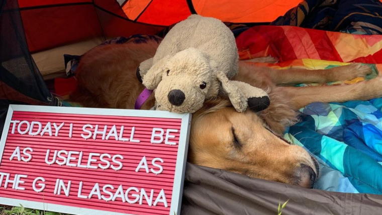 Un adorable chien d’assistance à la retraite « sauve » un jouet en peluche qu’il emporte partout avec lui.