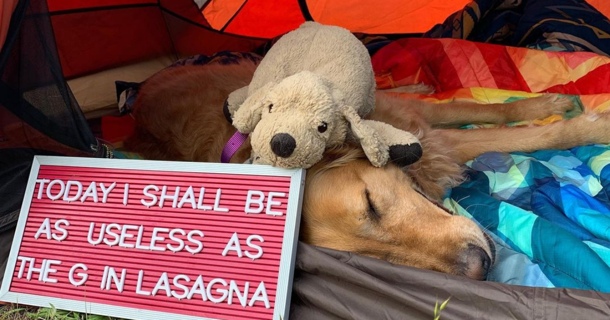 Un adorable chien d’assistance à la retraite « sauve » un jouet en peluche qu’il emporte partout avec lui.