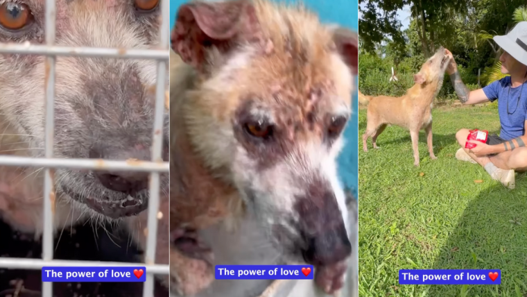 Une transformation miraculeuse pour le chien de sauvetage le plus en colère