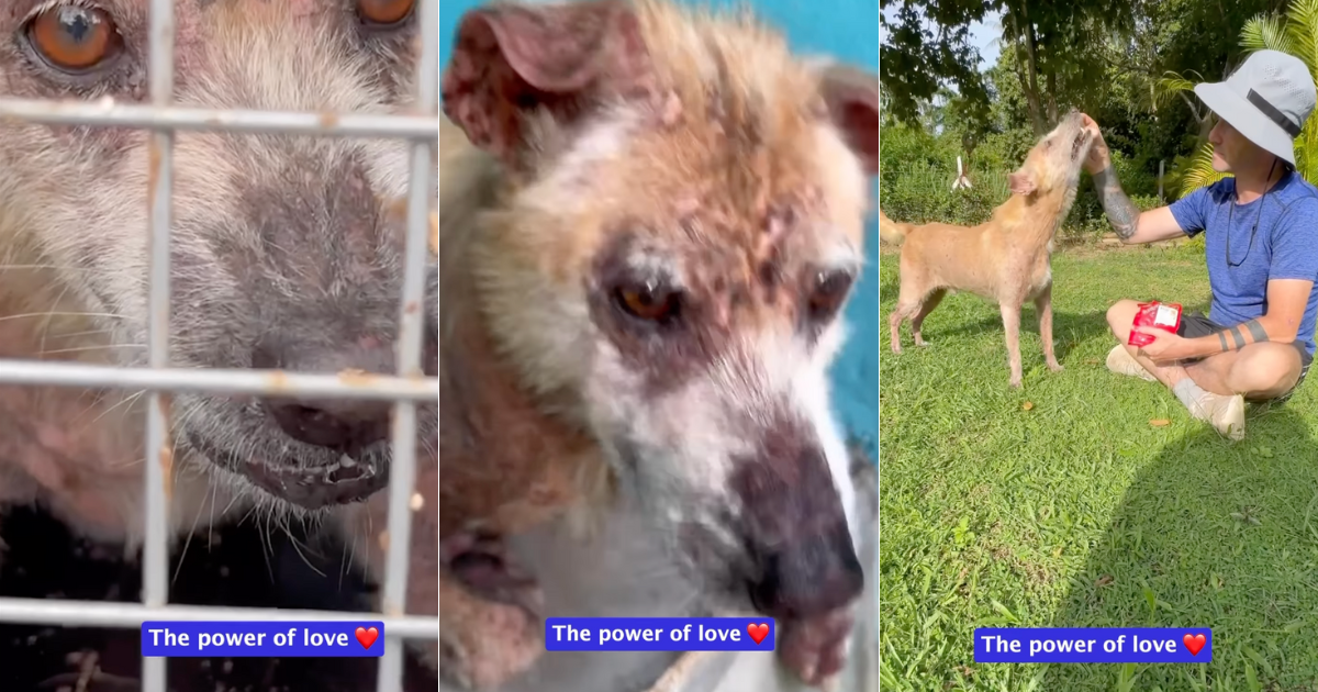 Une transformation miraculeuse pour le chien de sauvetage le plus en colère