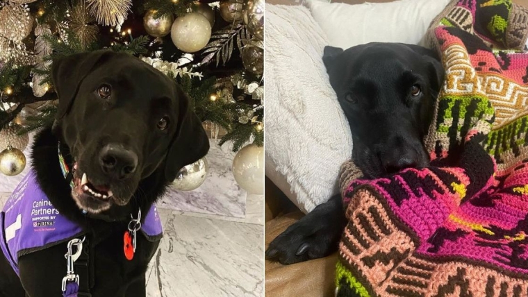 Un chien en phase terminale nommé pour un prix après avoir changé la vie d’un officier perd son combat contre le cancer