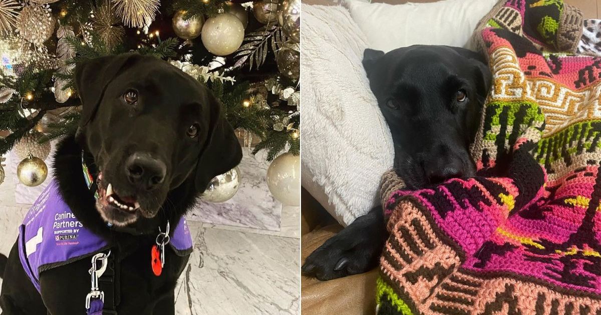 Un chien en phase terminale nommé pour un prix après avoir changé la vie d’un officier perd son combat contre le cancer