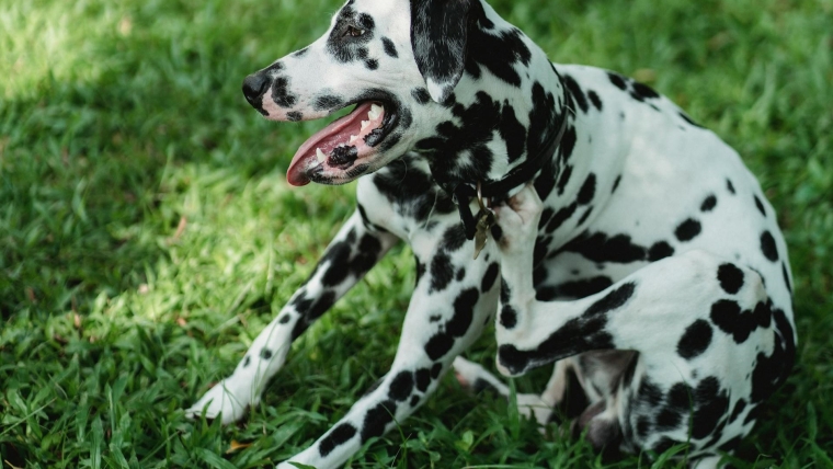 Pourquoi mon chien se gratte-t-il ? Causes et solutions pour les chiens qui se grattent