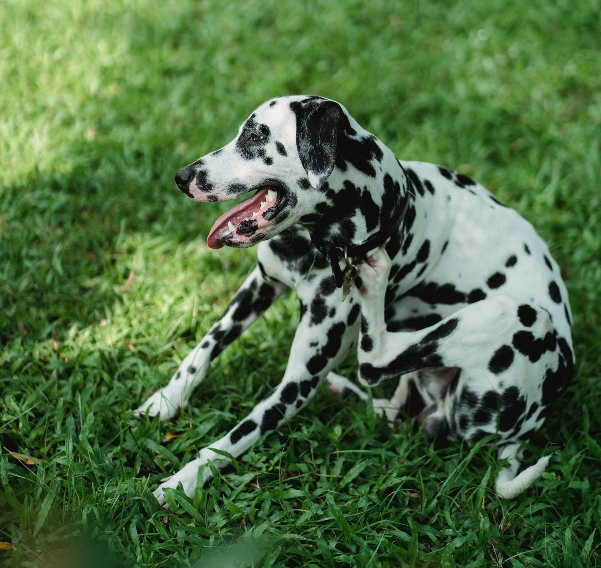 Pourquoi mon chien se gratte-t-il ? Causes et solutions pour les chiens qui se grattent
