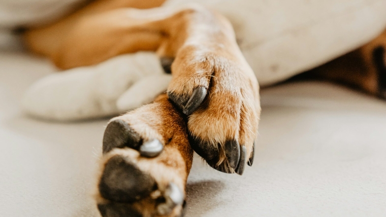 Léchage excessif des pattes chez le chien : Causes, traitement et prévention