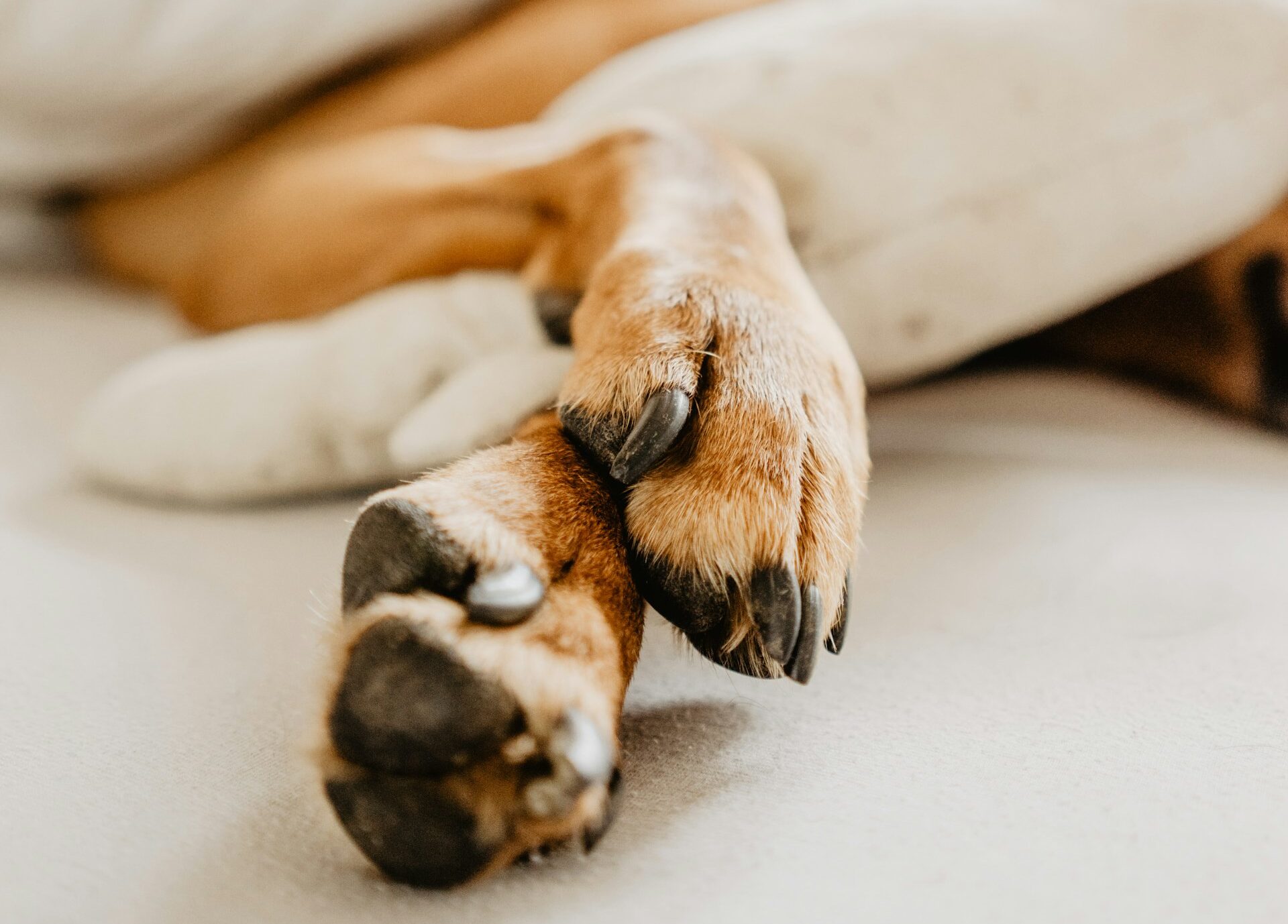Léchage excessif des pattes chez le chien : Causes, traitement et prévention