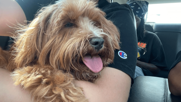 L’histoire dramatique des retrouvailles d’un chien est marquée par un vol horrible
