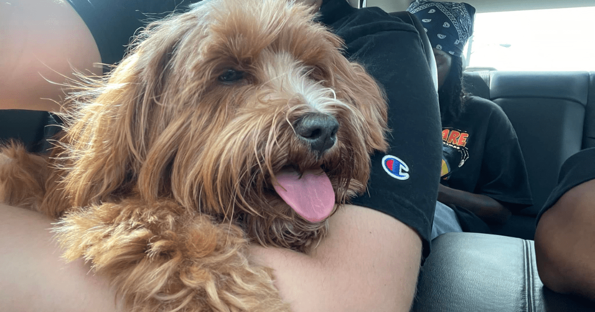 L’histoire dramatique des retrouvailles d’un chien est marquée par un vol horrible