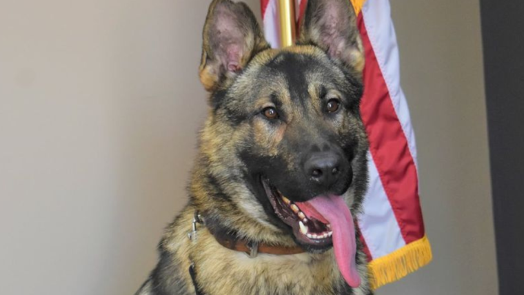 Un policier du Missouri accusé de maltraitance animale après la mort d’un K-9