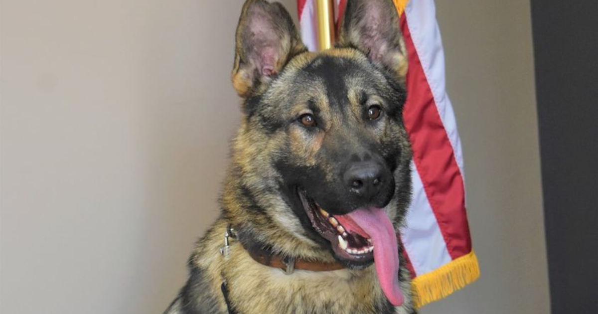 Un policier du Missouri accusé de maltraitance animale après la mort d’un K-9