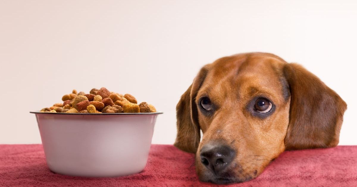 La FDA rappelle des aliments populaires pour chiens en raison d’une contamination par la salmonelle et la listeria