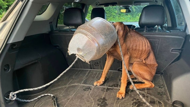 Le chien « Buckethead » du Vermont sauvé après une semaine avec une mangeoire coincée sur la tête