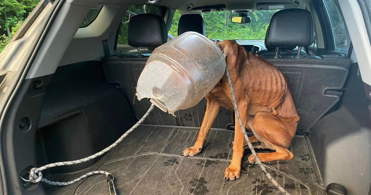 Le chien « Buckethead » du Vermont sauvé après une semaine avec une mangeoire coincée sur la tête