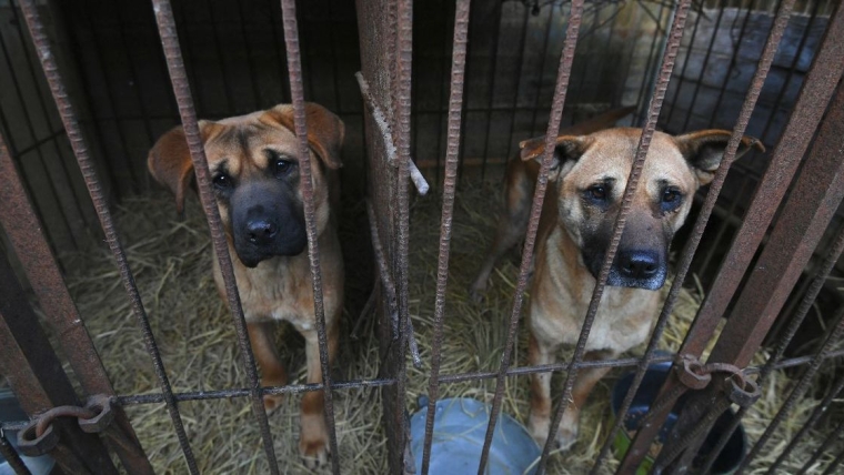 La Corée du Sud réintègre plus de 500 000 chiens avant l’interdiction de la viande de chien en 2027