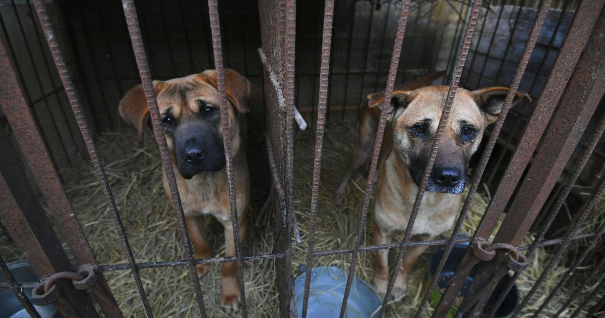 La Corée du Sud réintègre plus de 500 000 chiens avant l’interdiction de la viande de chien en 2027