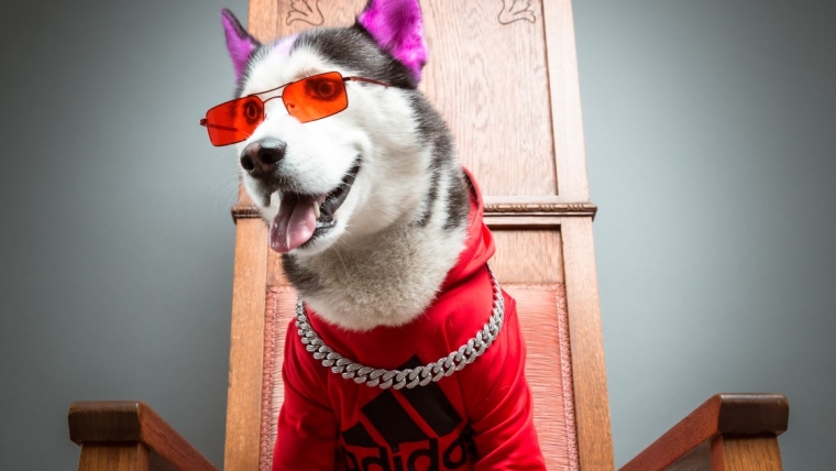 Le Perro Famoso Swaggy Wolfdog Pierde Cadena De Diamantes De Cien Mil En Evento iHeartRadio