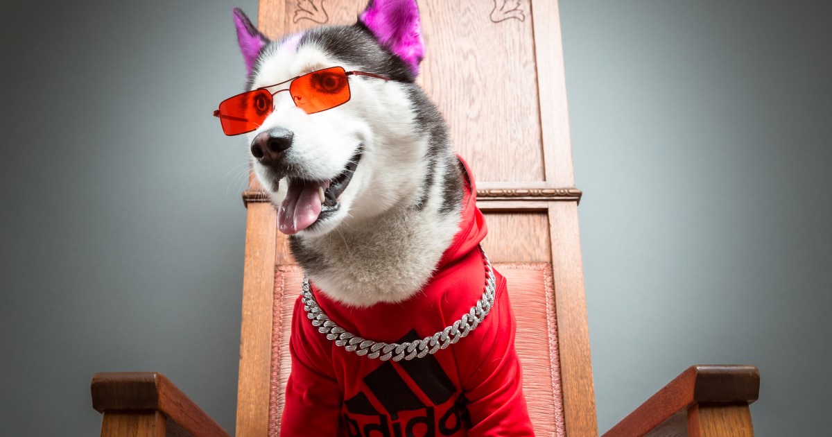 Le Perro Famoso Swaggy Wolfdog Pierde Cadena De Diamantes De Cien Mil En Evento iHeartRadio