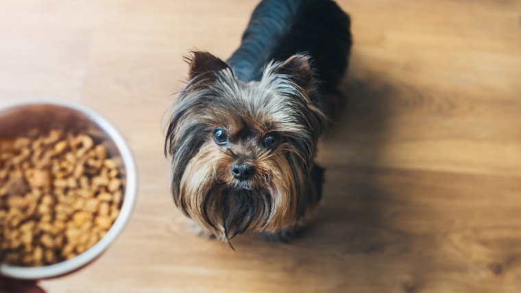 La FDA émet un avis de retrait des aliments populaires pour animaux en raison de la contamination par la salmonelle et la listeria