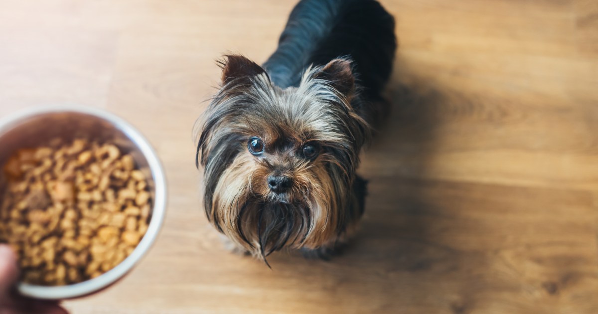 La FDA émet un avis de retrait des aliments populaires pour animaux en raison de la contamination par la salmonelle et la listeria
