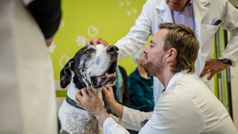 Cancer des os chez le chien : symptômes, causes et traitements