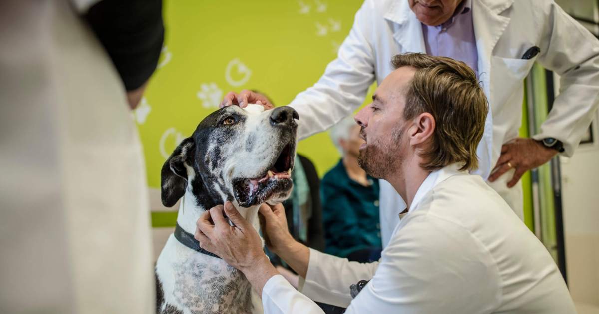 Cancer des os chez le chien : symptômes, causes et traitements