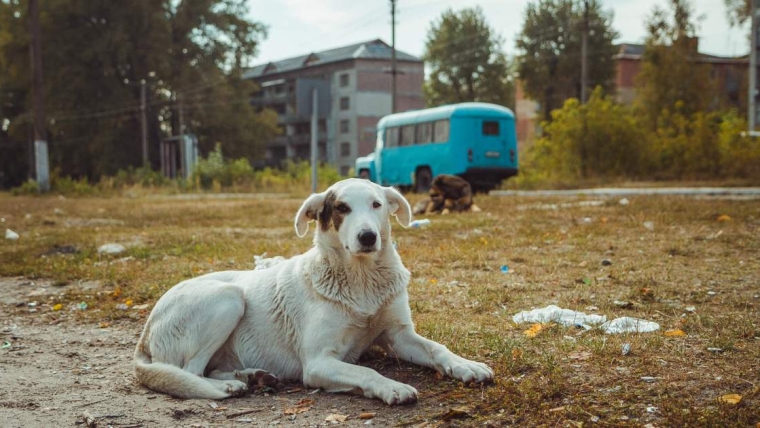 Comment les chiens de Tchernobyl ont survécu à la catastrophe nucléaire