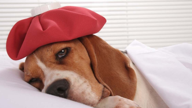 La grippe canine : Symptômes, causes et traitements