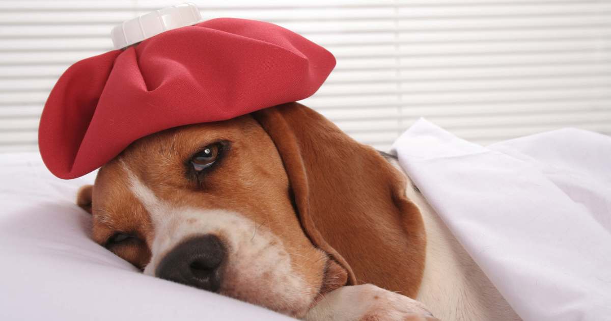 La grippe canine : Symptômes, causes et traitements