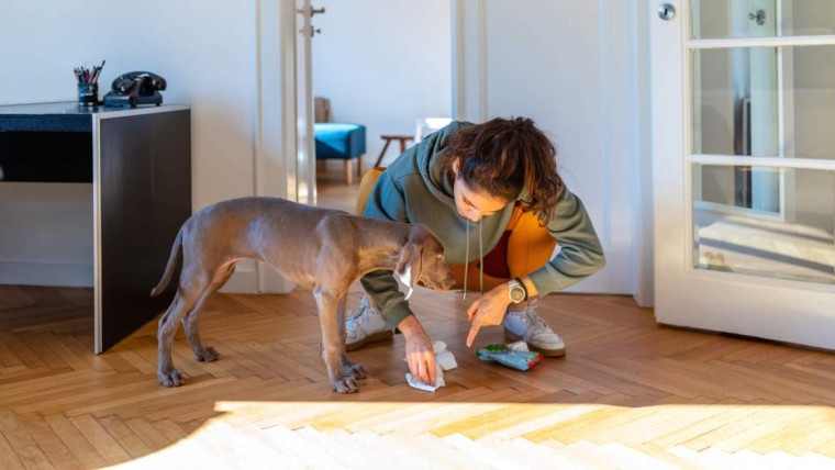Comment nettoyer la crotte de chien, enlever les taches et éliminer les odeurs d’animaux domestiques