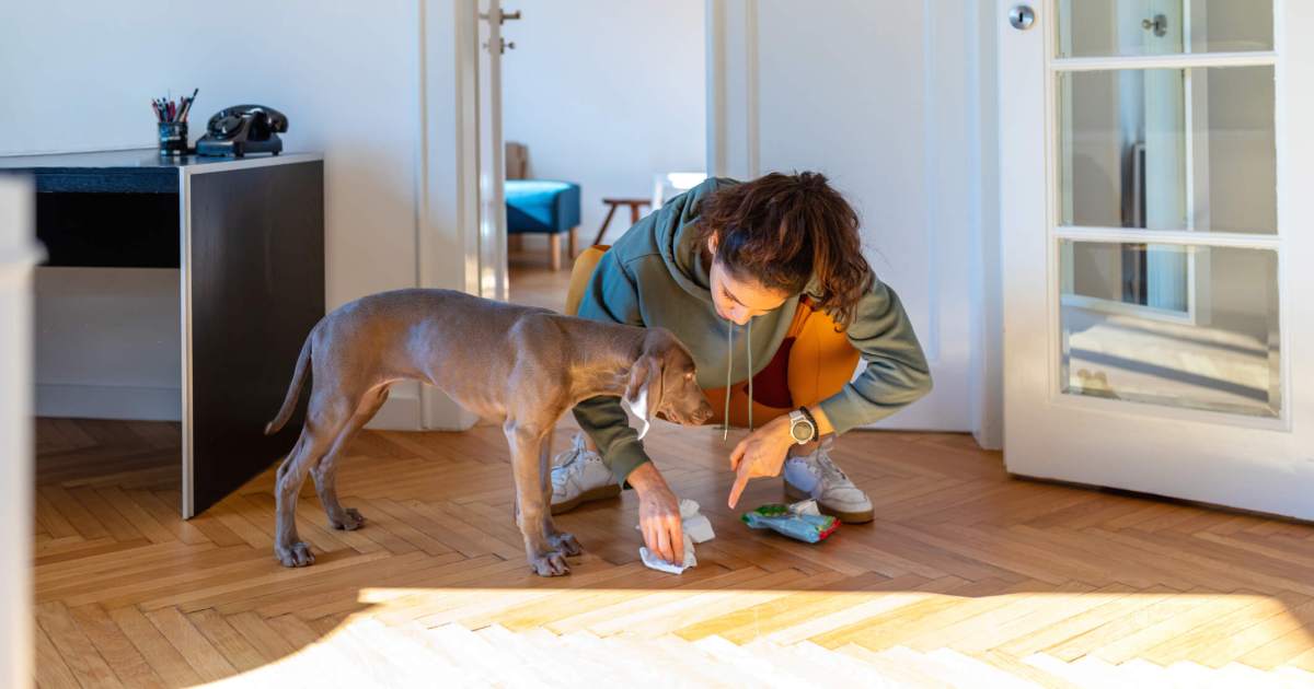 Comment nettoyer la crotte de chien, enlever les taches et éliminer les odeurs d’animaux domestiques