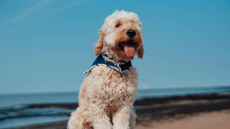 Avantages et inconvénients d’un Goldendoodle
