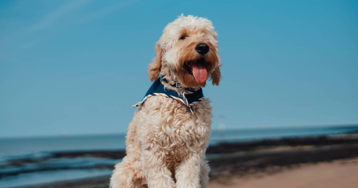 Avantages et inconvénients d’un Goldendoodle