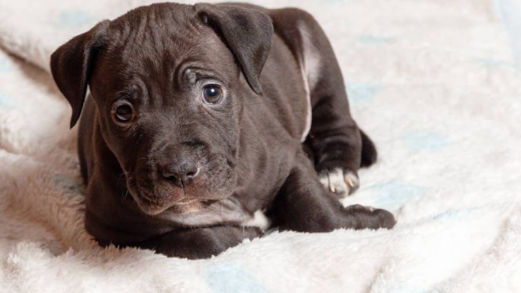 L’impétigo du chiot chez le chien : symptômes, causes et traitements