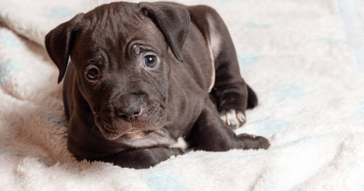 L’impétigo du chiot chez le chien : symptômes, causes et traitements